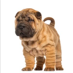 Meet your Posher, Brianne